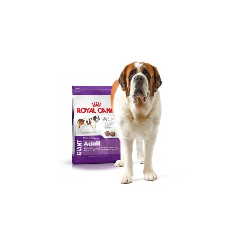 Croquettes Royal Canin Giant pour grand chien